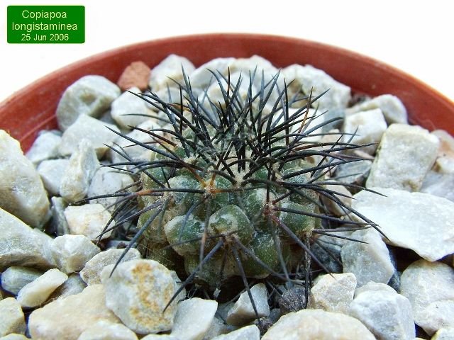 Copiapoa_ longistaminea _06